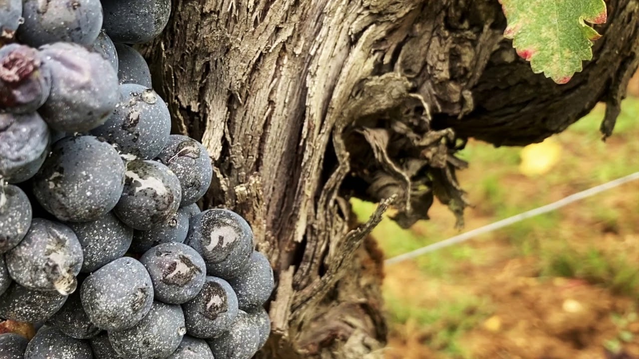 Harvest memories 2020 at Château Tour Saint Christophe...