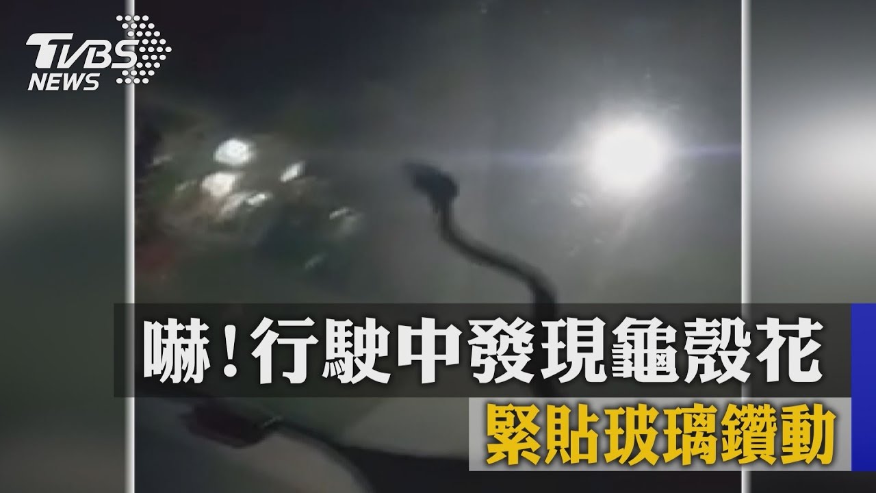 嚇！行駛中發現龜殼花　緊貼玻璃鑽動