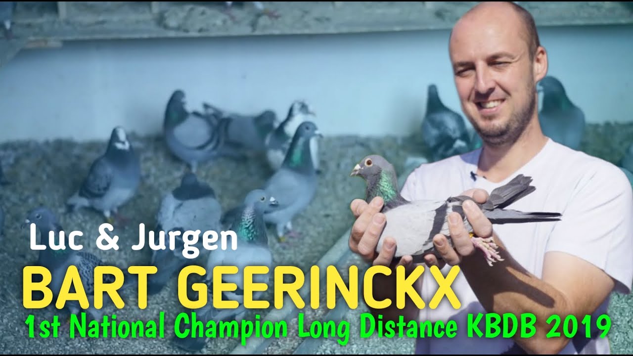Pigeon Gladiator of Bart GEERINCKX - 1st National Champion Long Distance KBDB 2019