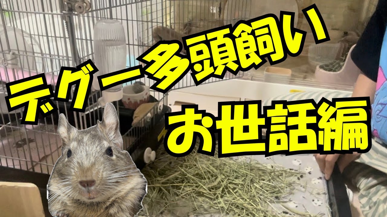 デグー多頭飼いのお世話(掃除編)