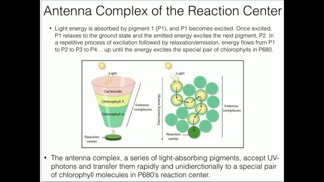 Light-Harvesting: The Antenna Complex