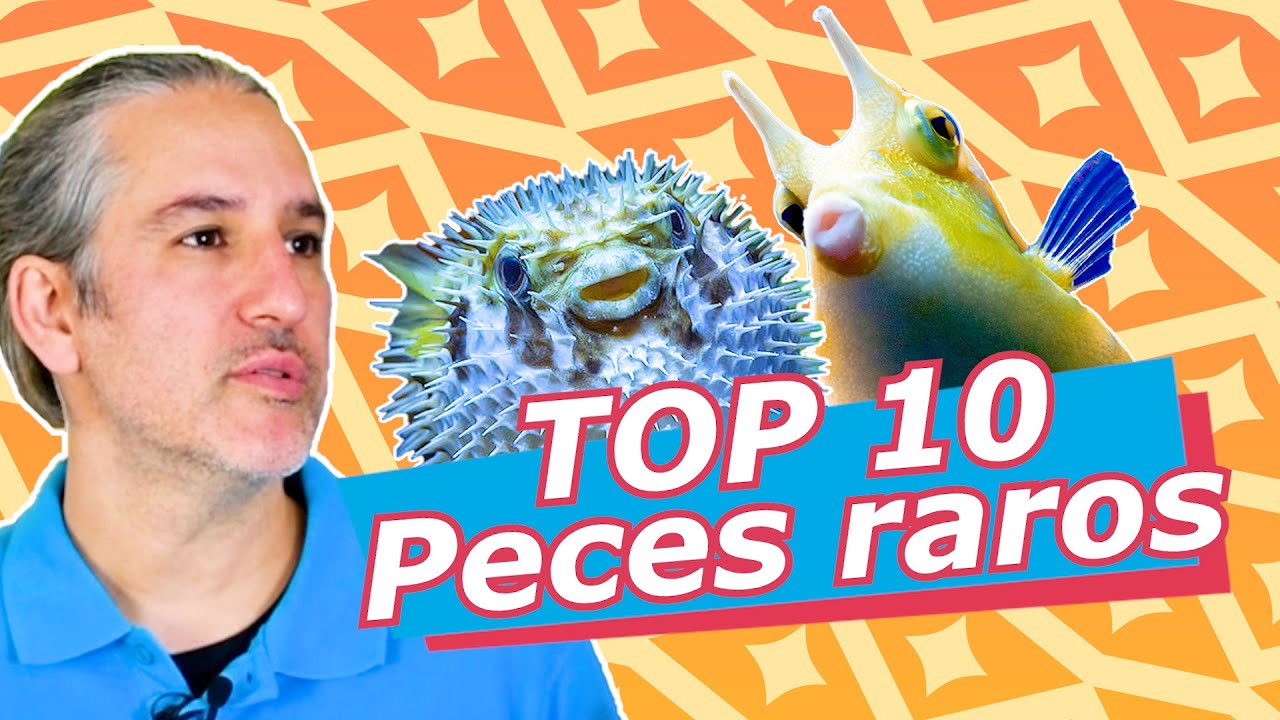 TOP 🔟 PECES más raros del ACUARIO 👹