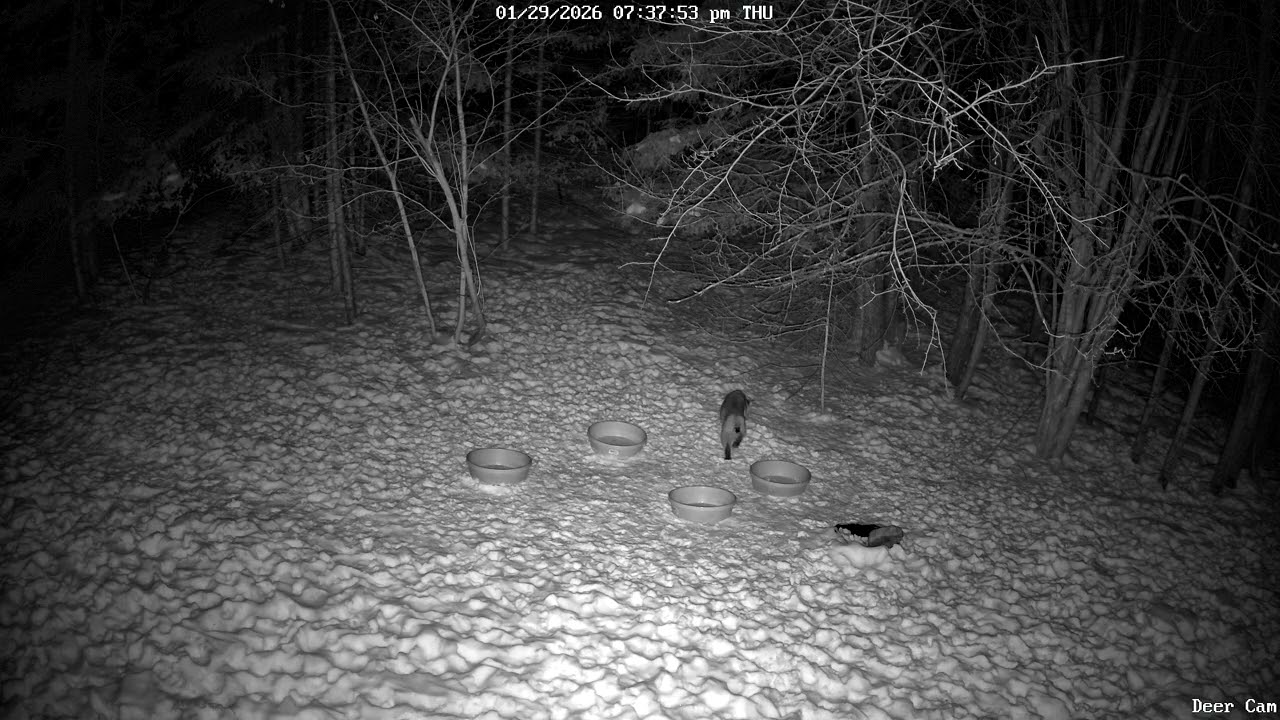 Bobcat 1-29-2029 7:37 PM