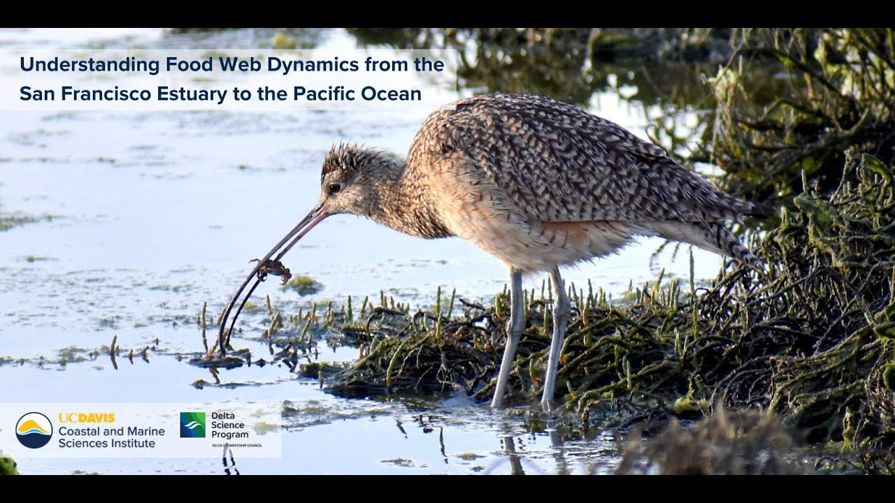 Understanding Food Web Dynamics from the San Francisco Estuary to the Pacific Ocean - Part Two