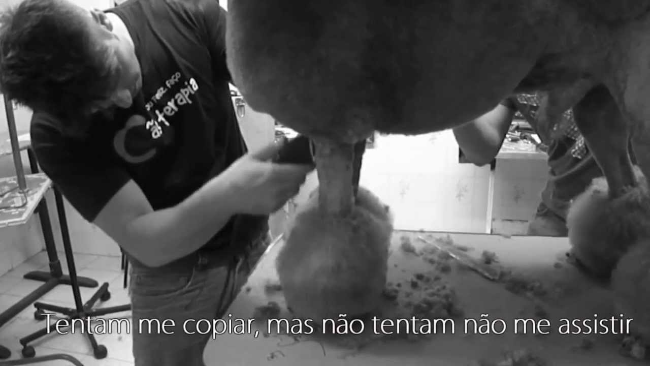 Groom Tv Br - NOSSA HISTORIA E SUPERAÇÃO