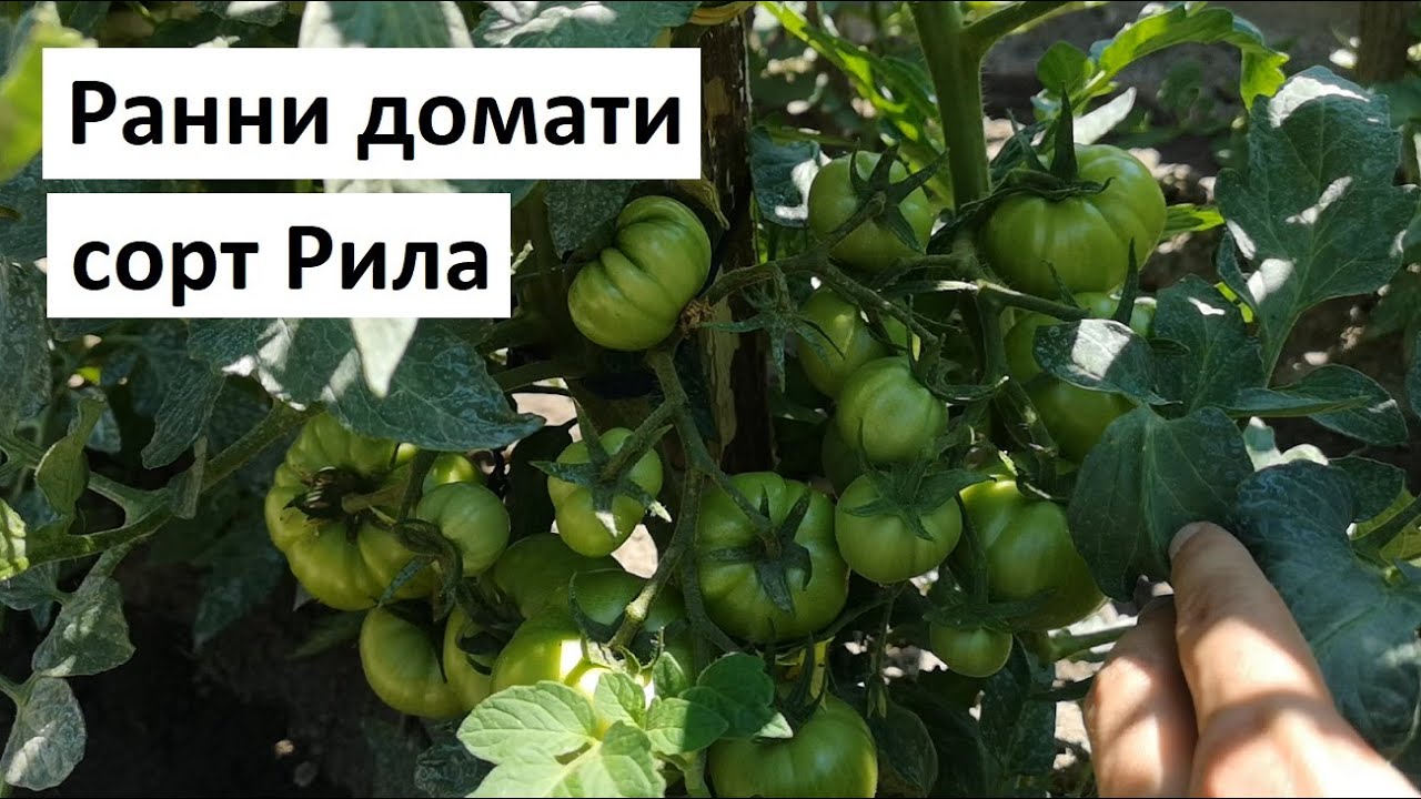 Ранни домати сорт Рила