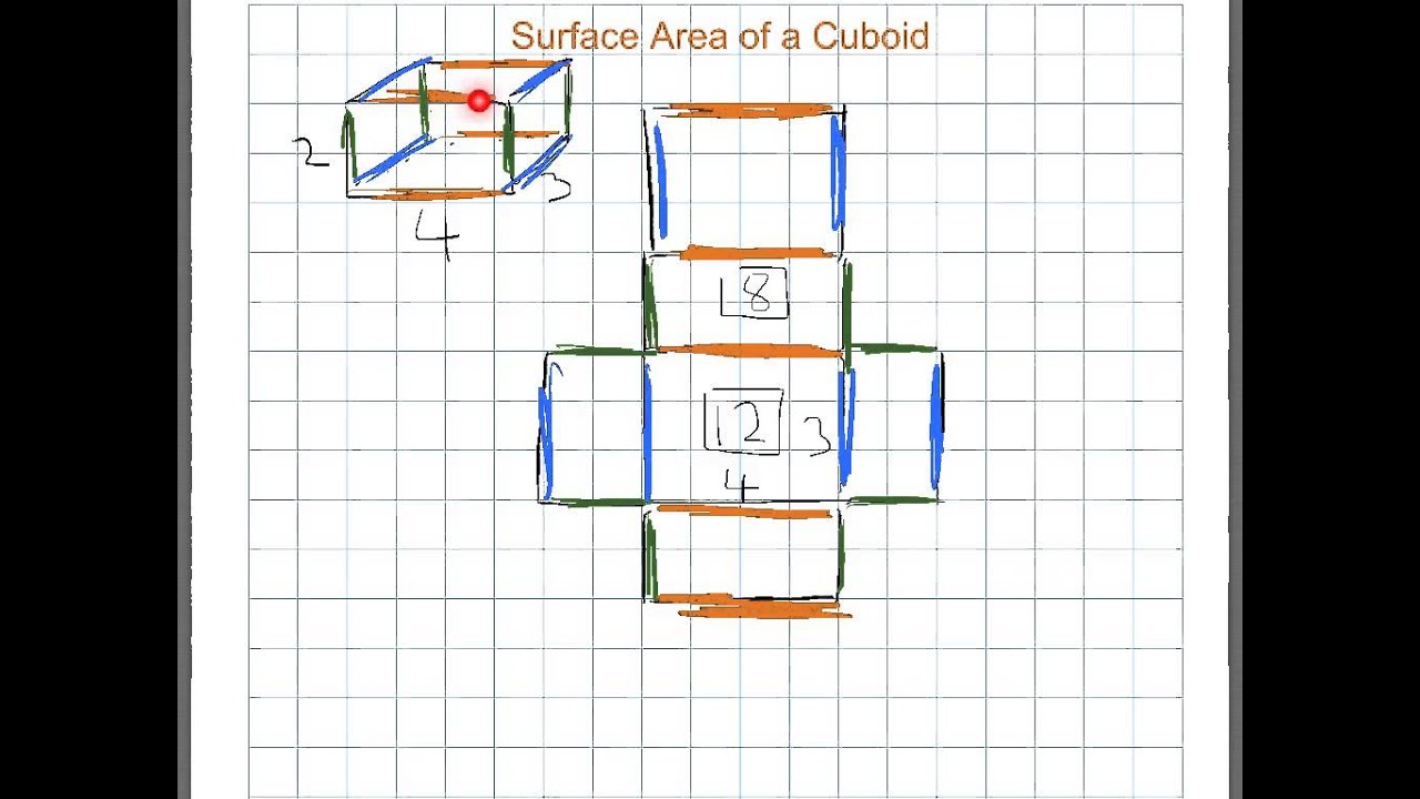 net and surface area of cuboid
