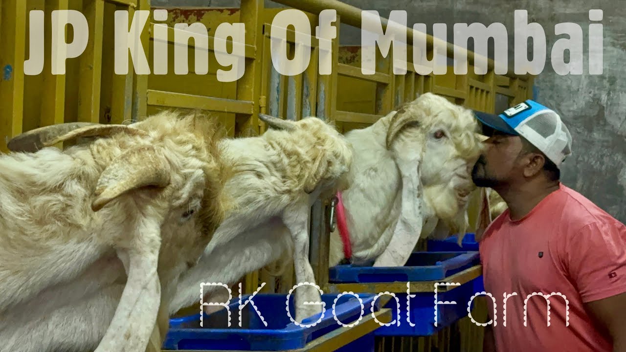RK Goat Farm Full Tour, Feed Tray Color Indicator & Palai Result