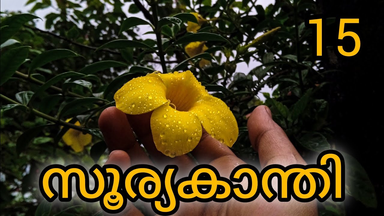ആര്യയുടെ മനസ്സിൽ കൊള്ളിയാൻ മിന്നി......... ഗൗതം സാർ.............. സൂര്യകാന്തി ഭാഗം 15