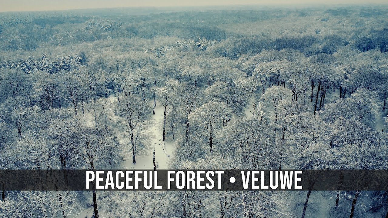 Deep Calm & Stress Relief 🌲 Slow Drone Nature of the Veluwe | Relaxing Music