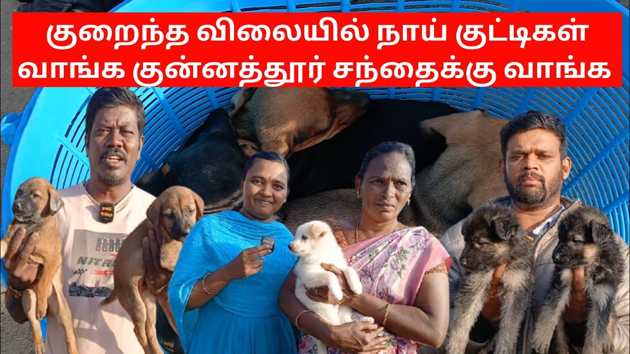 குறைந்த விலையில் நாய் குட்டிகள் வாங்க குன்னத்தூர் ஆட்டுச் சந்தைக்கு வாங்க#tamilsingam 