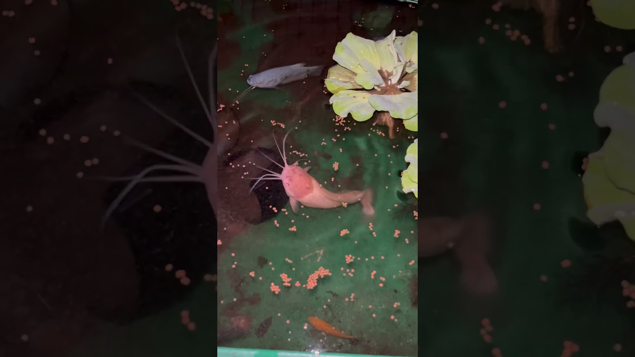 Feeding my albino catfish #viral #shorts #catfish plz like & subscribe for more video