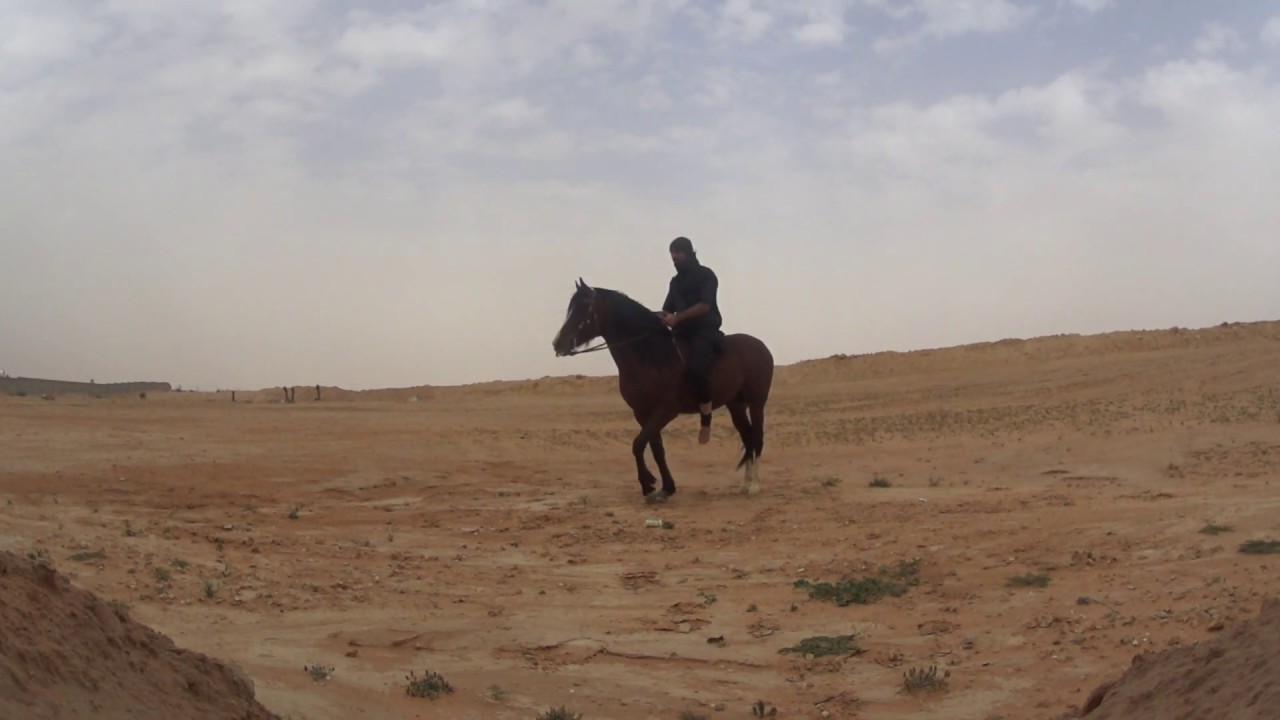 شرح مفصل عن تدريب الحصان على الكع أو الوقوف المفاجئ / الجزء الأول