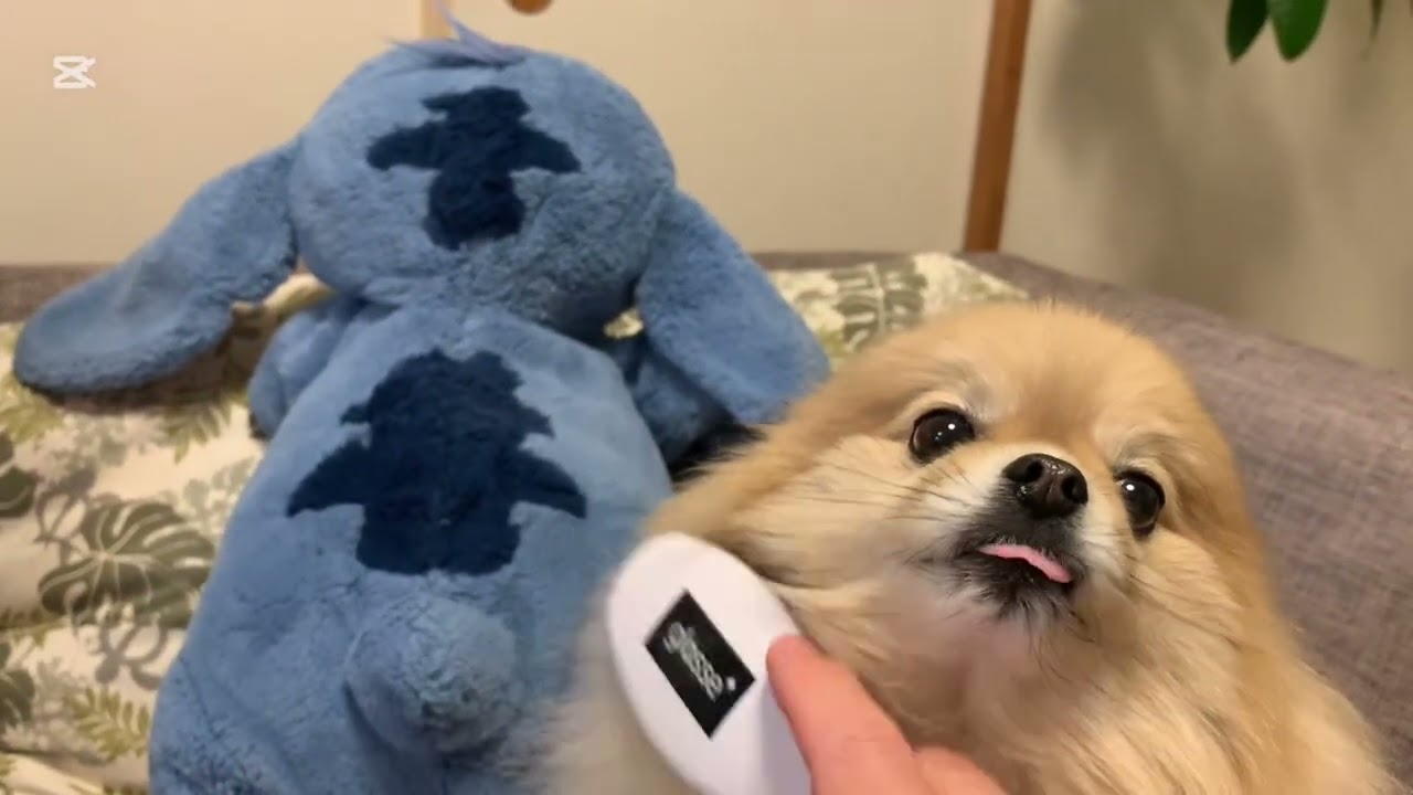 早朝パパと仲良しマフィン☺️🧁【フル】