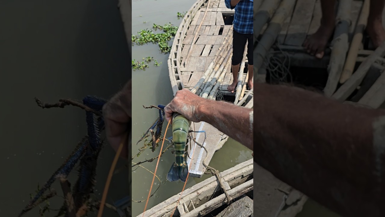 Catching big shrimp from meghna river #shrimps #prawn #prawns