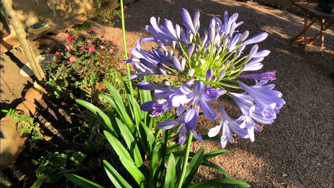 A MELHOR maneira de cultivar e plantar com SUCESSO a flor  Agapanthus