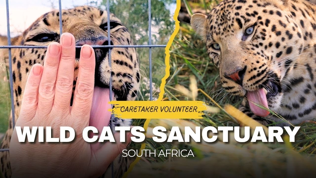 Running a big cats sanctuary in South Africa as a volunteer, getting a leopard hand scrub