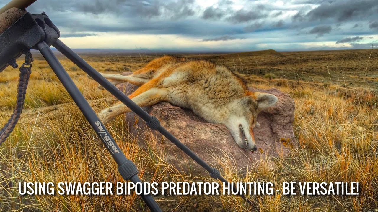 Using Swagger Bipods Predator Hunting &ndash; Be Versatile!