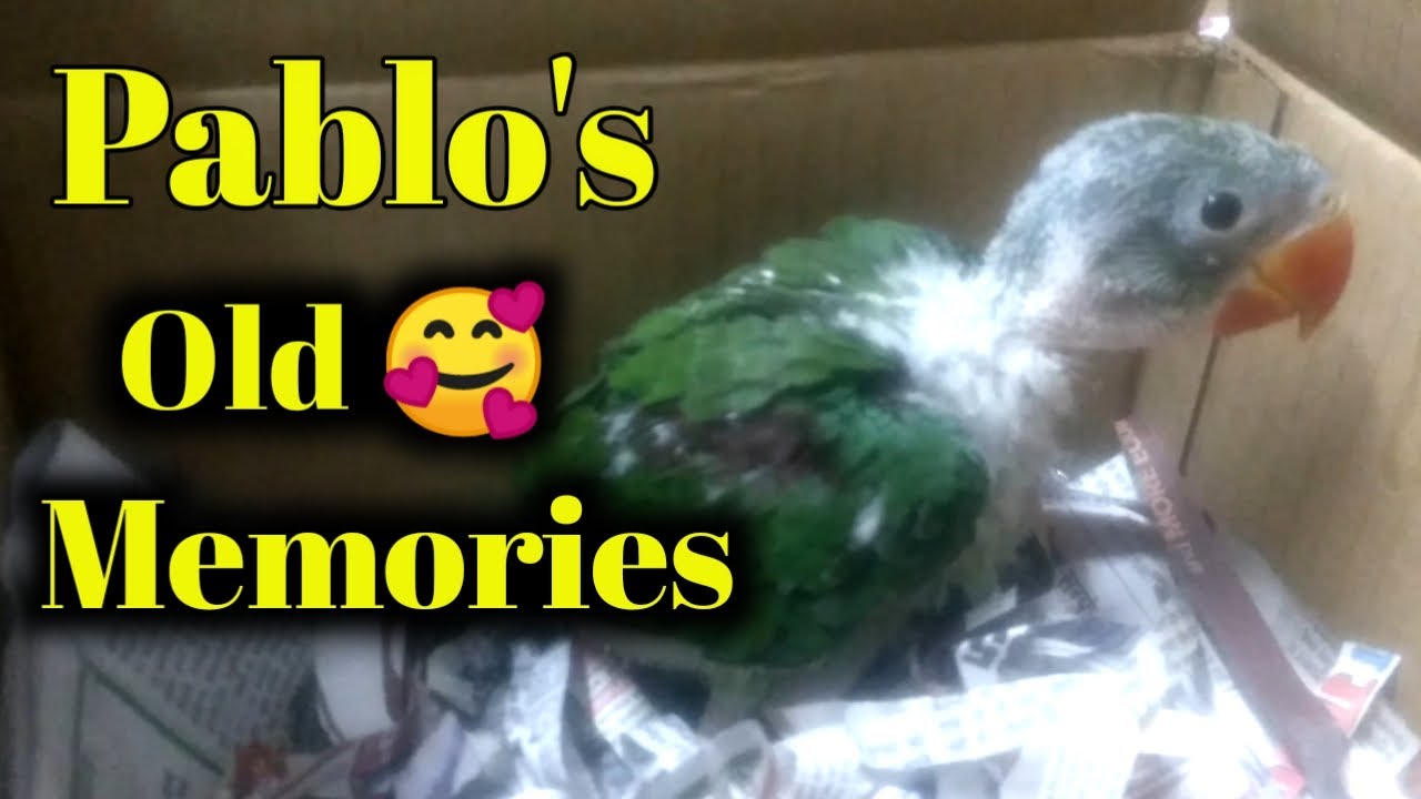 Pablo Parrot Old Memories / journey - Alexander Baby parrot growth stages