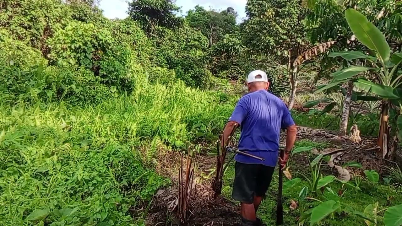 NANAM MULONG/POKOK SAGO BA TEPI KEBUN.