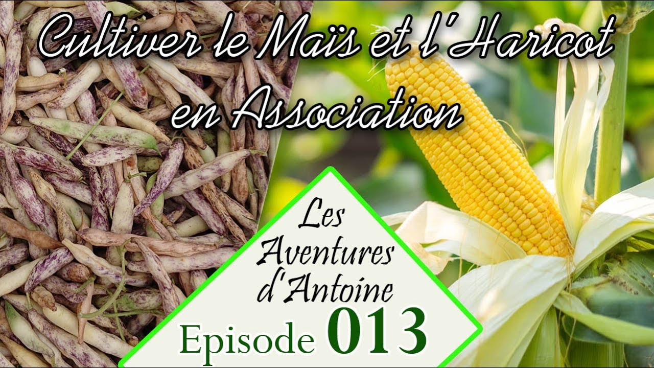 Cultiver le Maïs et l’Haricot en Association