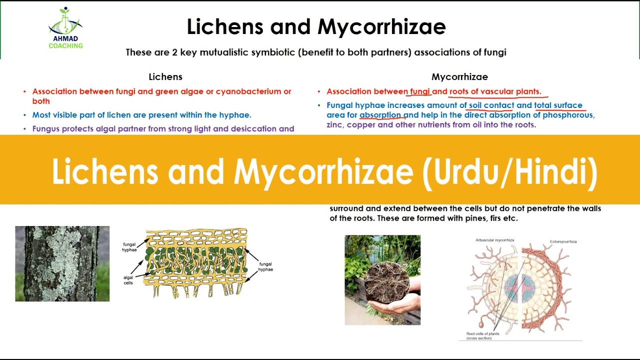 Lichens and Mycorrhizae in urdu