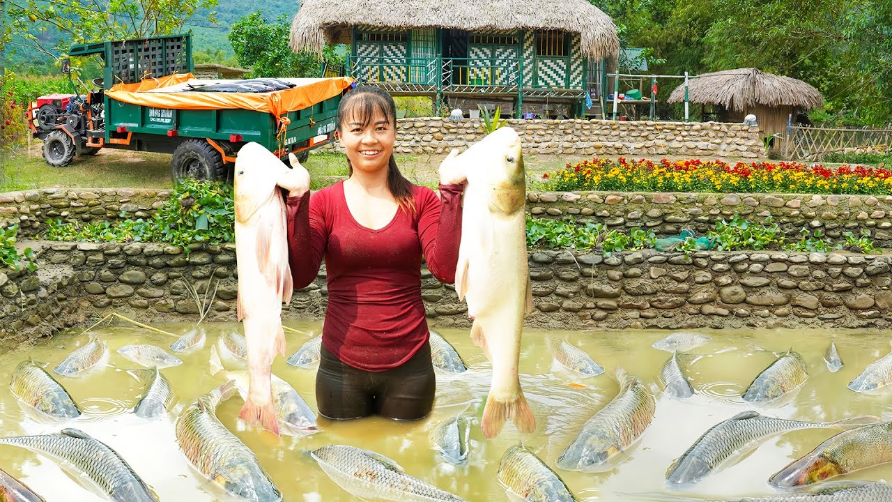 Use 3-wheeled Vehicle Harvesting A Lots Of Big Fish Goes To Countryside Market Sell - Daily Life