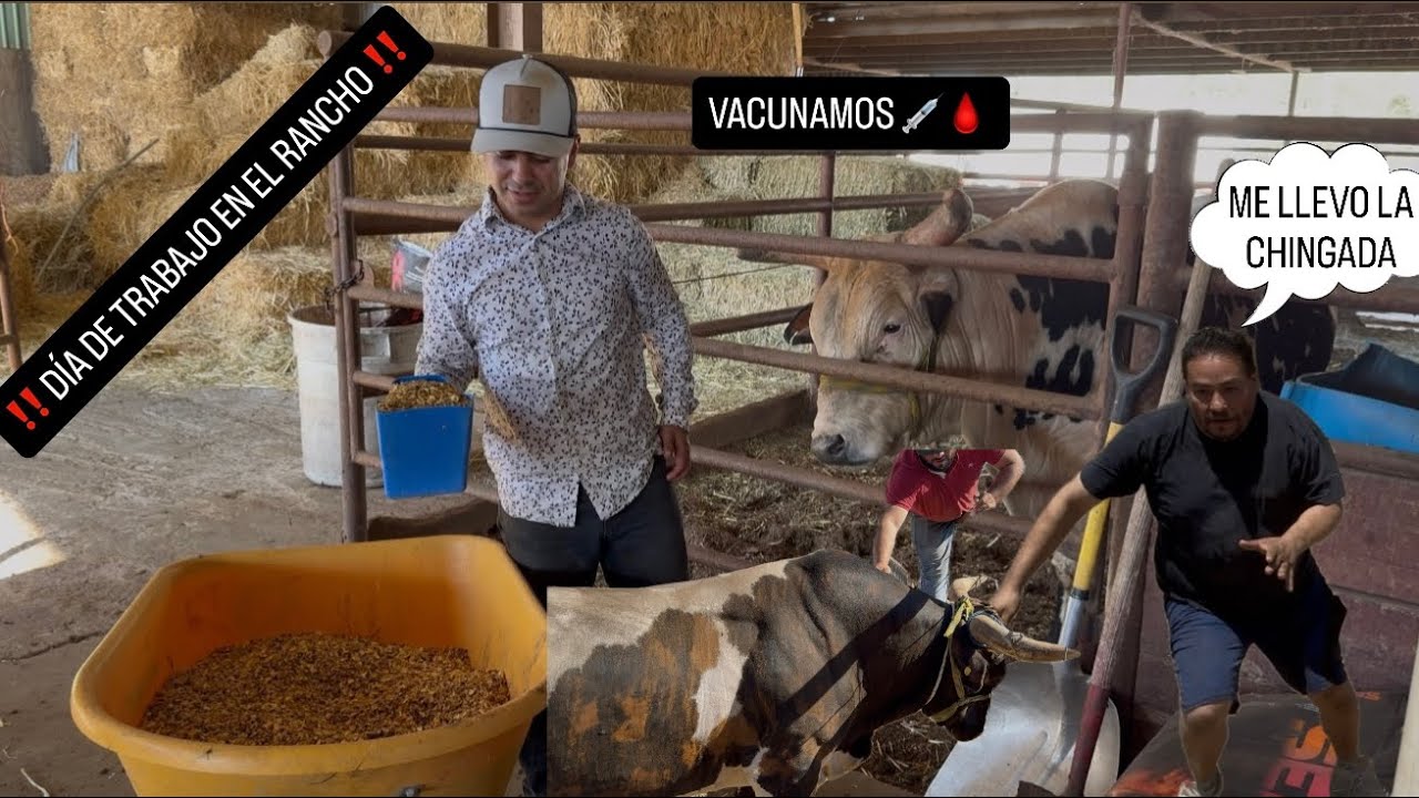 Día de trabajo en rancho nuevo talento , y paso de todo míralo hasta el final.