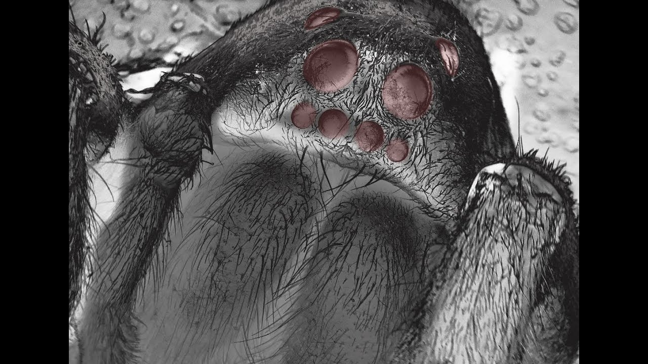 Suiting Up with NanoSuit for Microscopy - FAU Owls Lab and JEOL NeoScope benchtop SEM