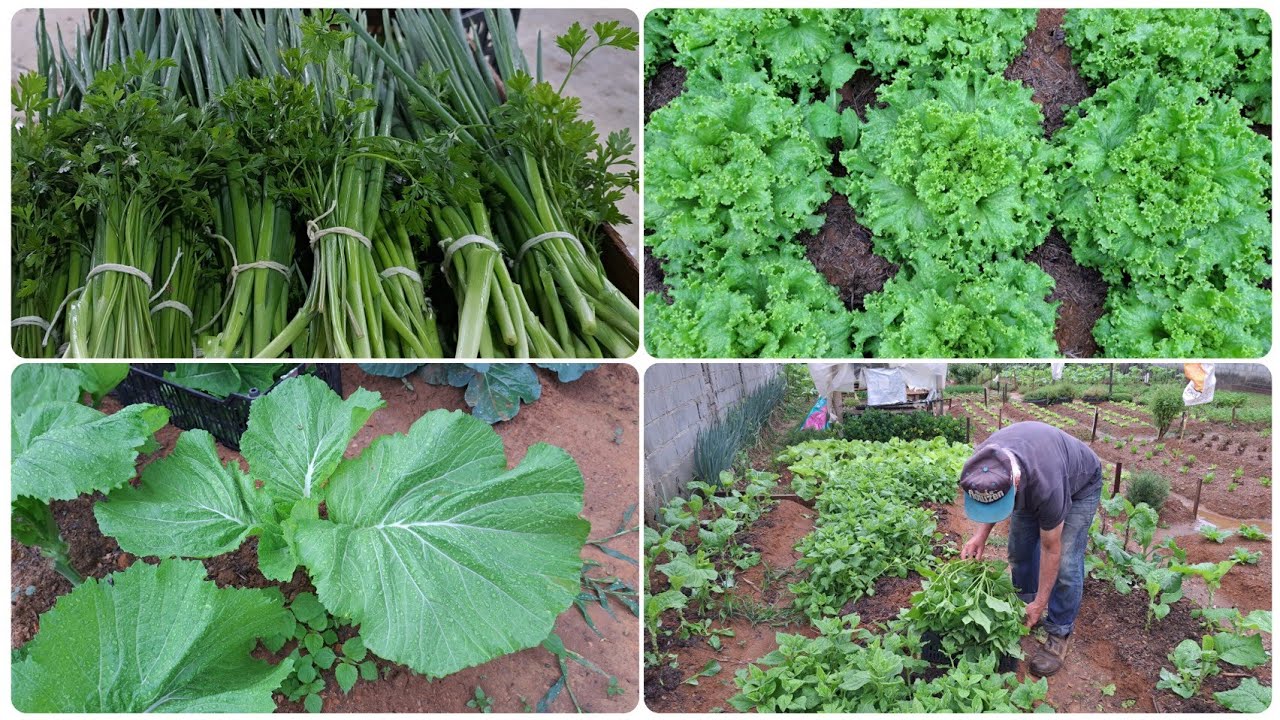 MUITA FARTURA DE ALFACE!!/O VERDE ESTÁ VOLTANDO EM NOSSA HORTA 