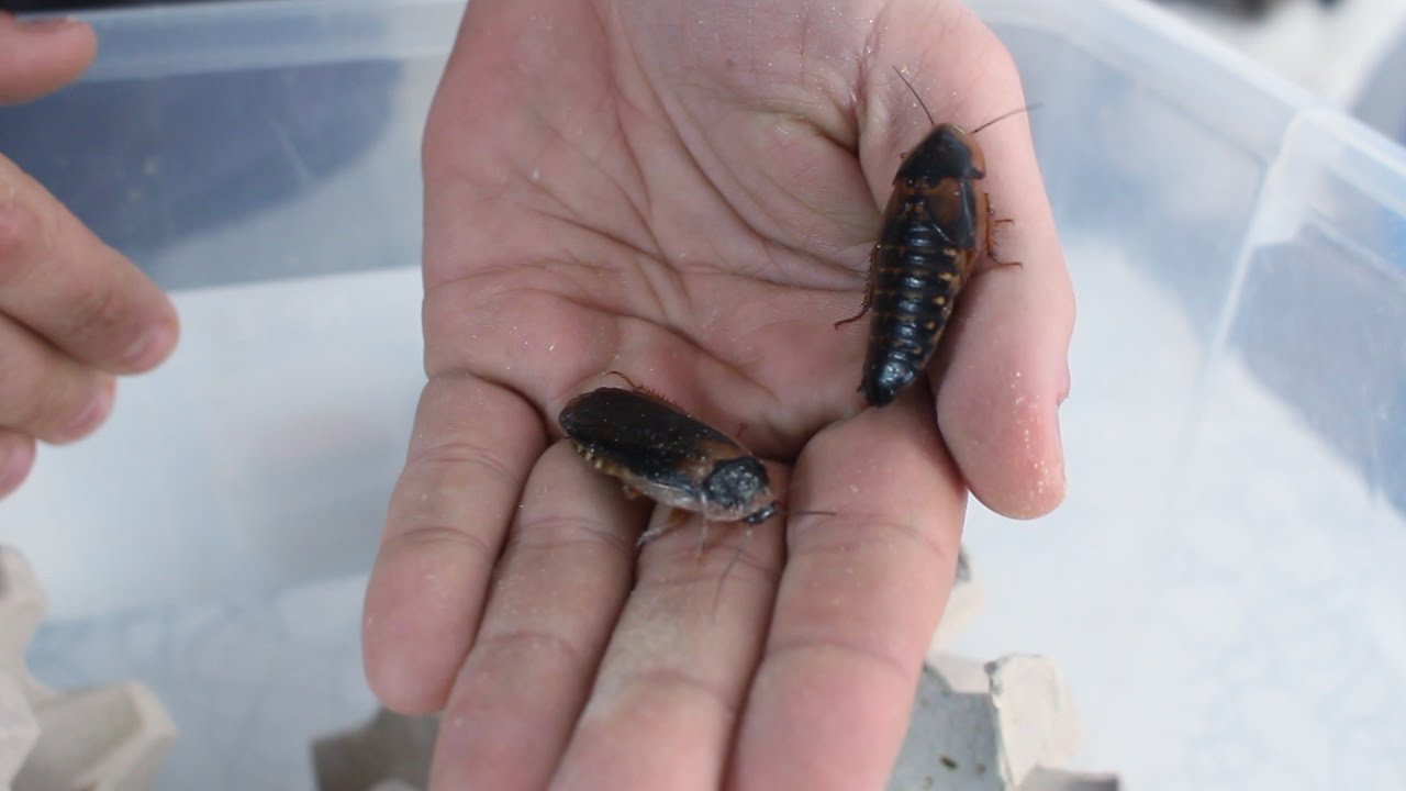 Cucaracha Argentina, Cucaracha Dubia (Blaptica dubia) - Cuidados, cría, características ..etc