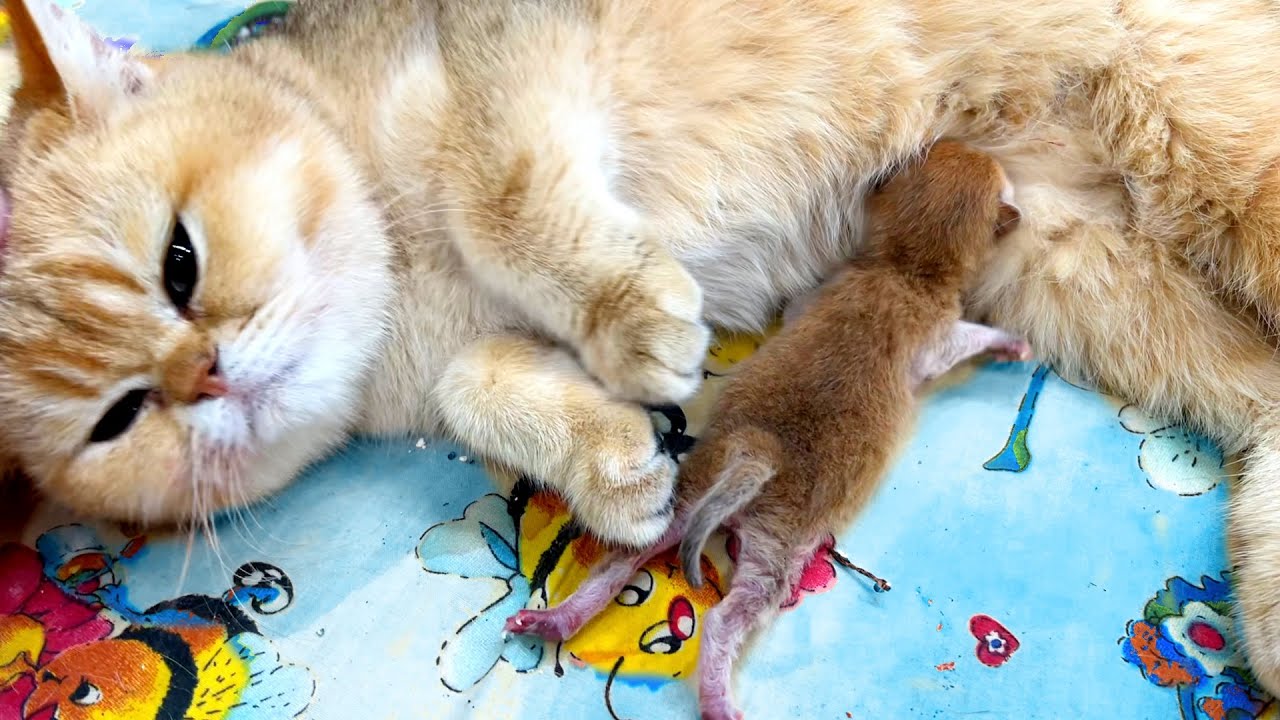 Один час после рождения. Новорожденный котенок громко мяукает, мама кошка в растерянности.