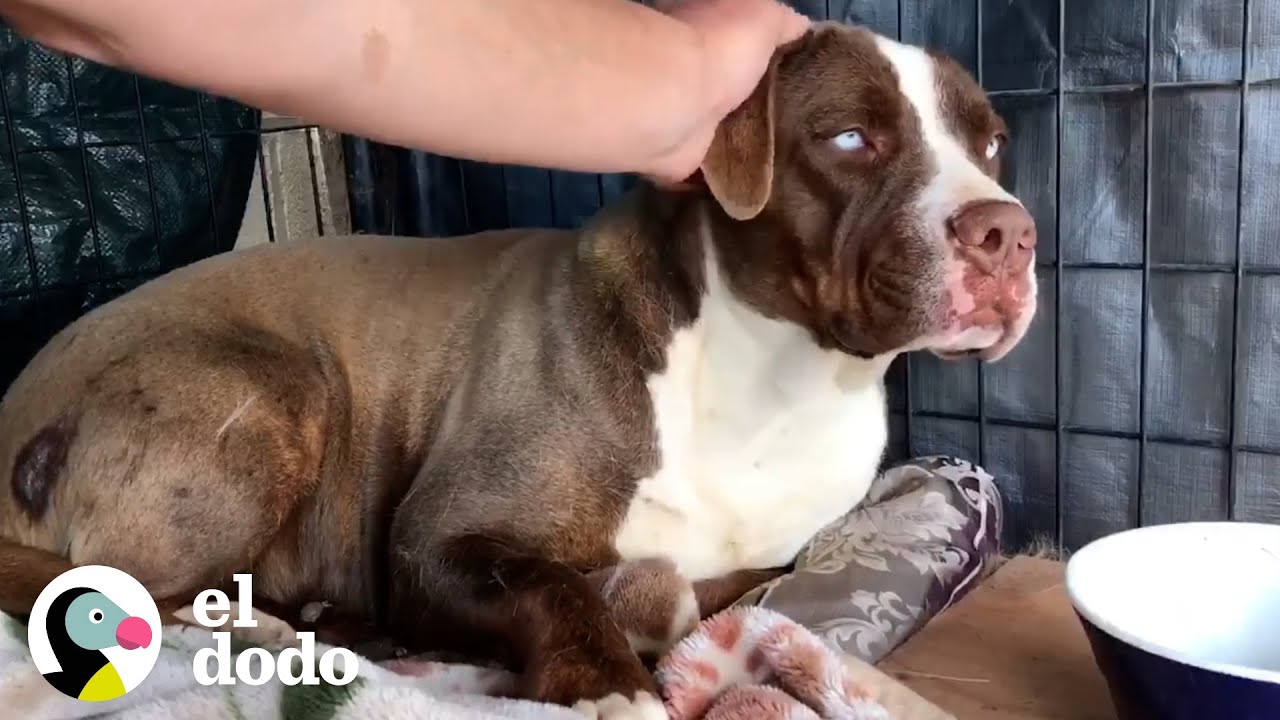 Perro salvaje le tenía miedo a este chico pero ahora baila cuando la visita | Dodo Héroes | El Dodo
