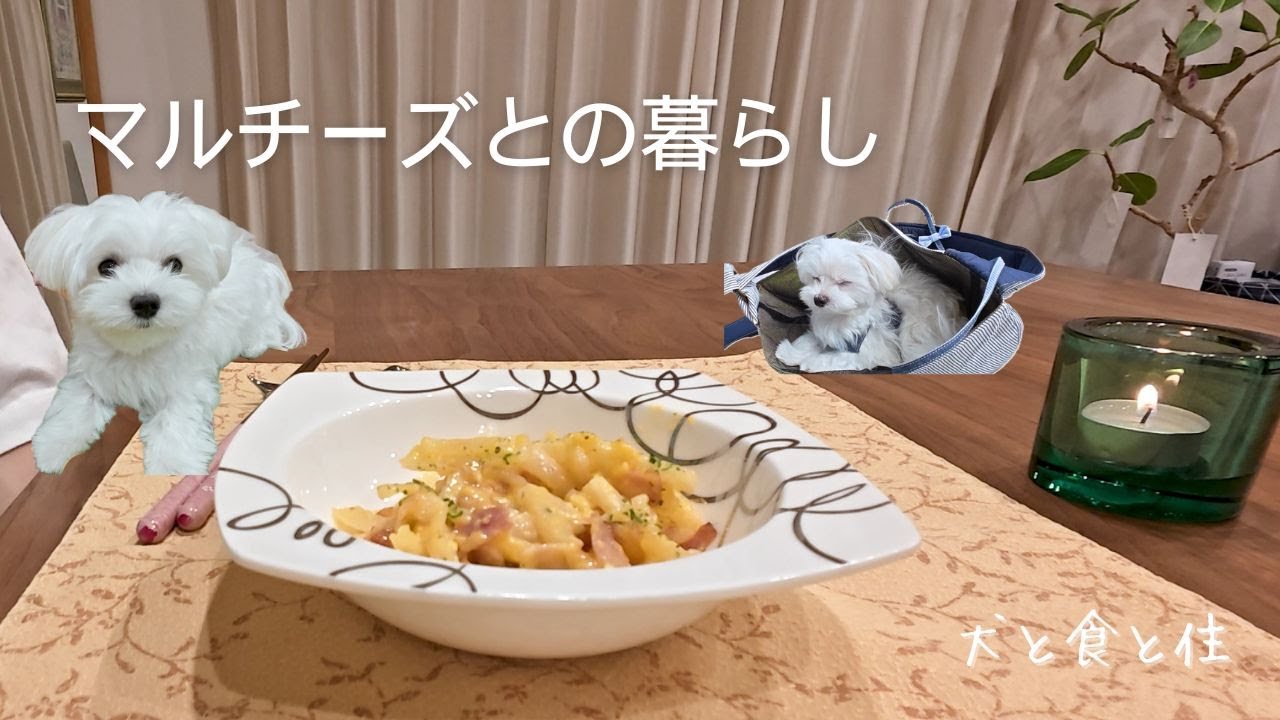 のんびりひとり晩ご飯、大根カルボナーラ　|   マルチーズ子犬のお散歩デビュー！？　|   IKEAキッチンワゴン購入