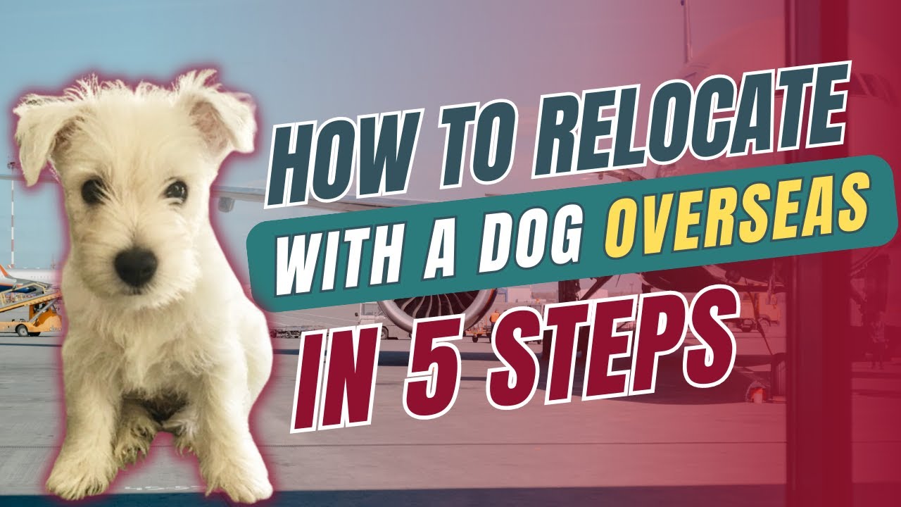 Moving to UK with a Dog! | Flying Overseas: MUST WATCH