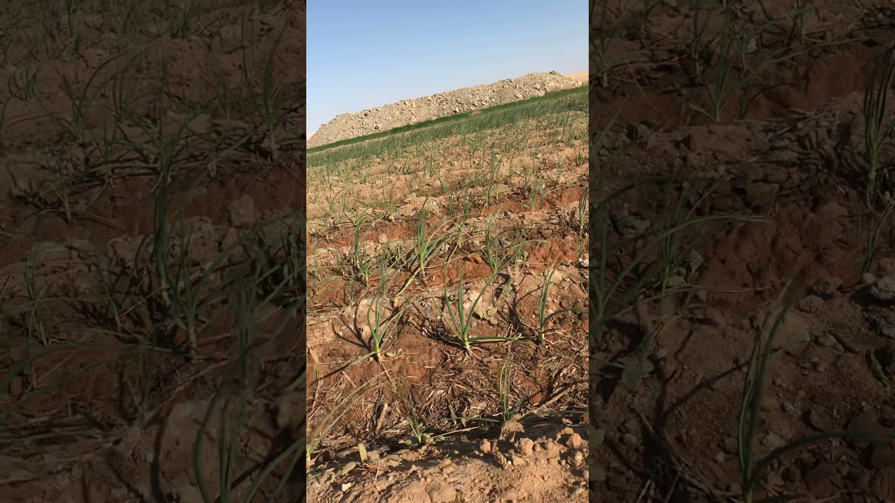 نتائج زراعه الثوم فى الاراضى المستصلحة حديثا واخر تطورات التجربه المنتظره