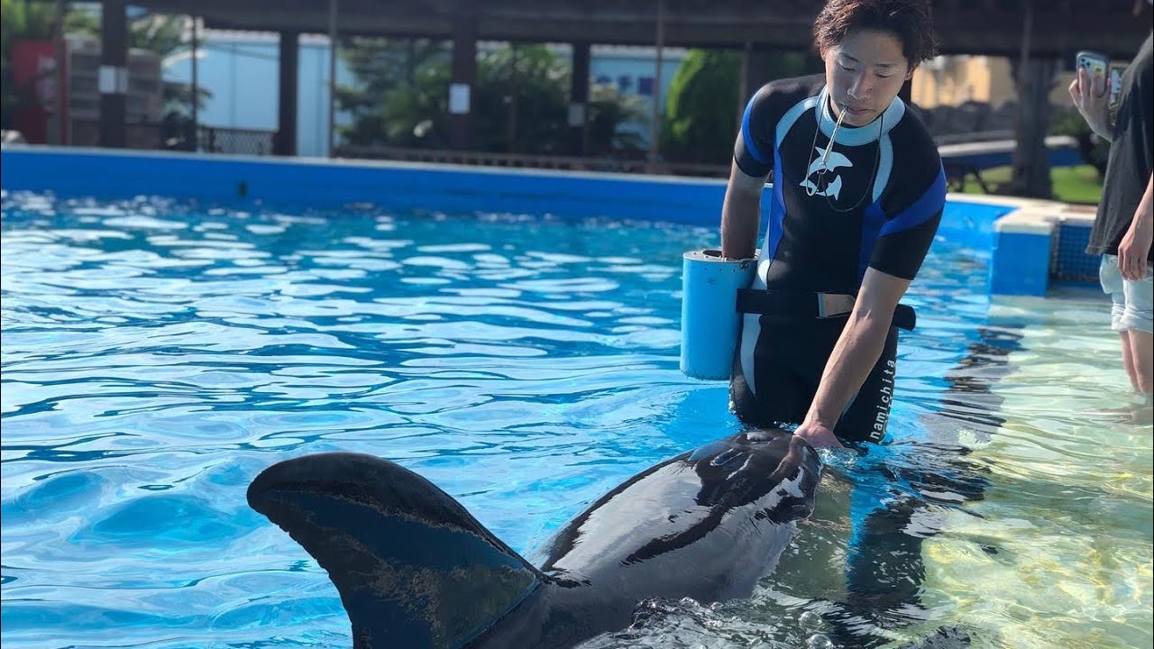 プールの中でイルカにタッチをお客さま目線で楽しんでみた🐬✨