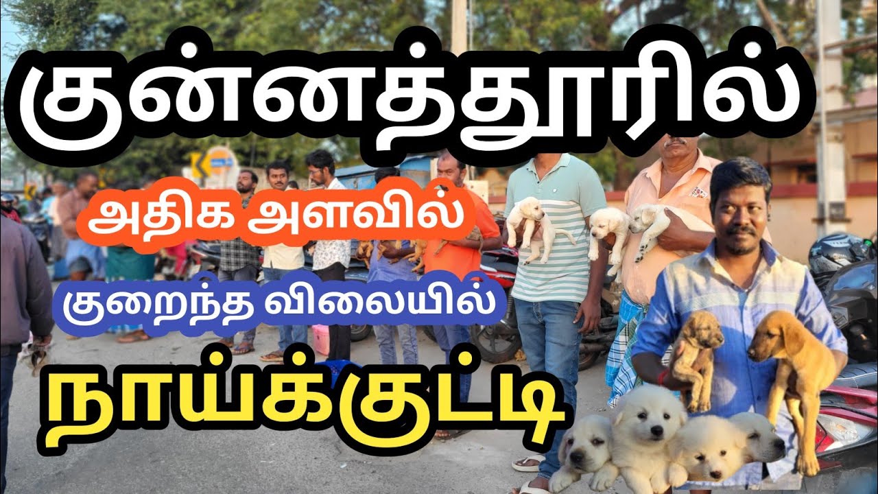 கலைகட்டிய..குன்னத்தூர்.. நாய்க்குட்டி.. விற்பனை #குன்னத்தூர் குன்னத்தூர்#dog 