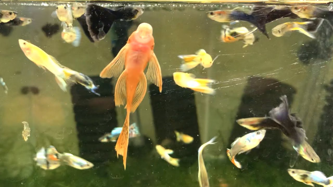 ALL THE GUPPIES!!! - Breeding Guppy Fish Room Tour 2020