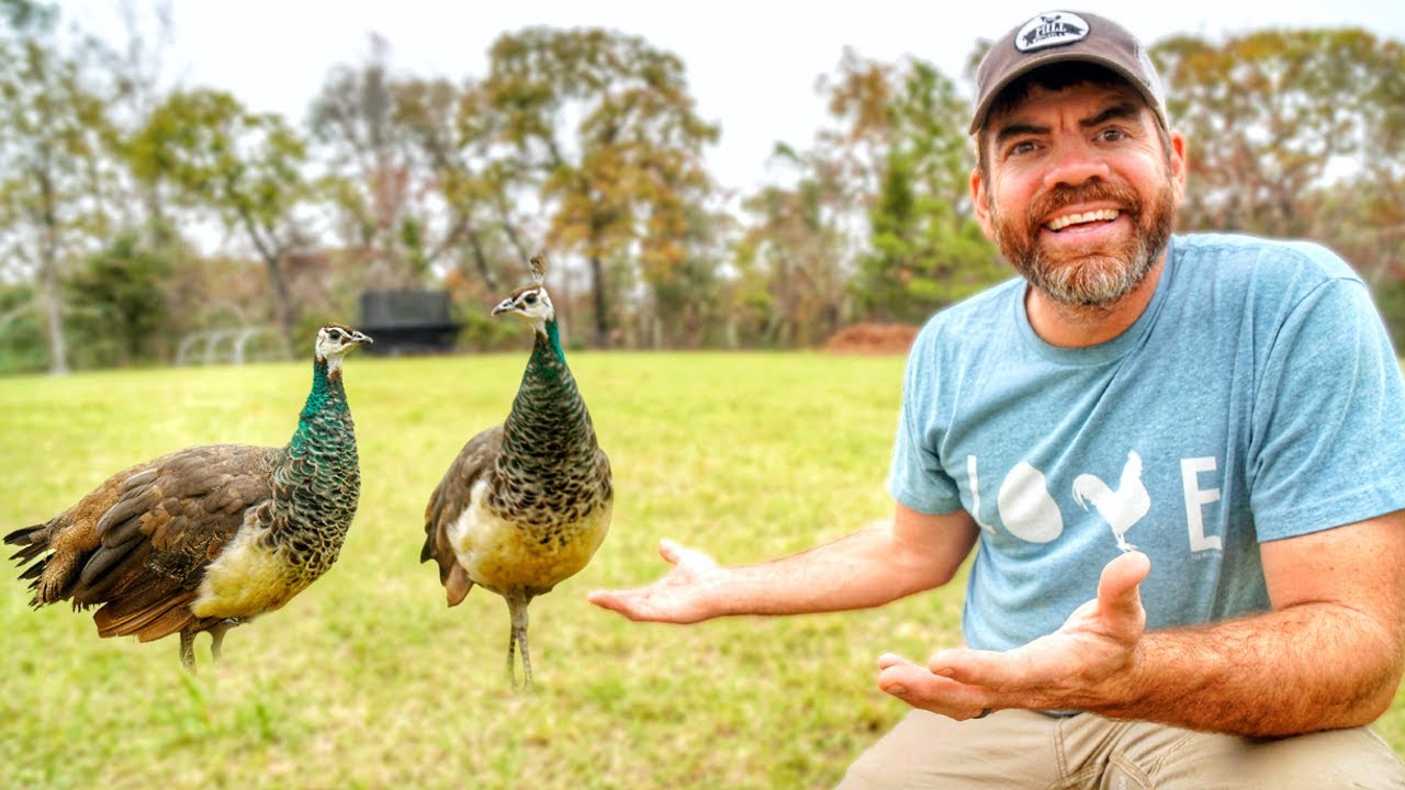 Their Test Is back!!  (Peacock DNA Test)
