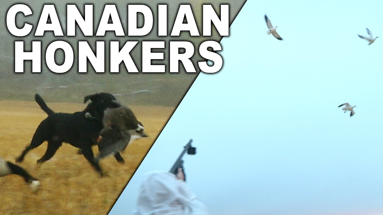 Duck, Duck, GOOSE Hunt in Canada!