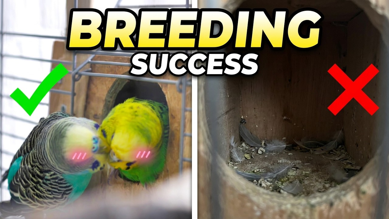 Budgie Breeding: 12 Essential Tips for Success