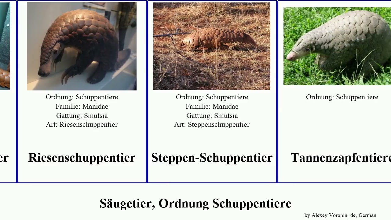 Säugetier, Ordnung Schuppentiere mammal Ohren-Schuppentier Riesenschuppentier Riesen-Schuppentier