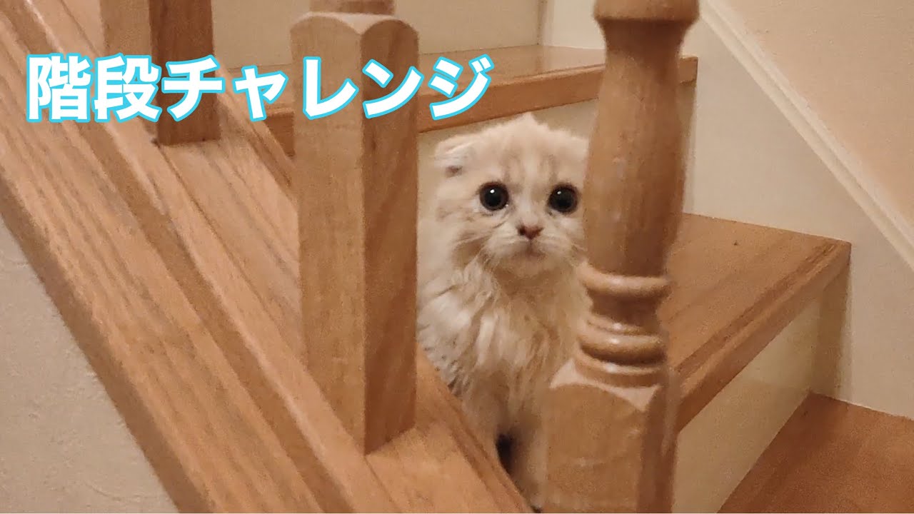 「ほてちゃん」階段チャレンジ【スコティッシュフォールド子猫】