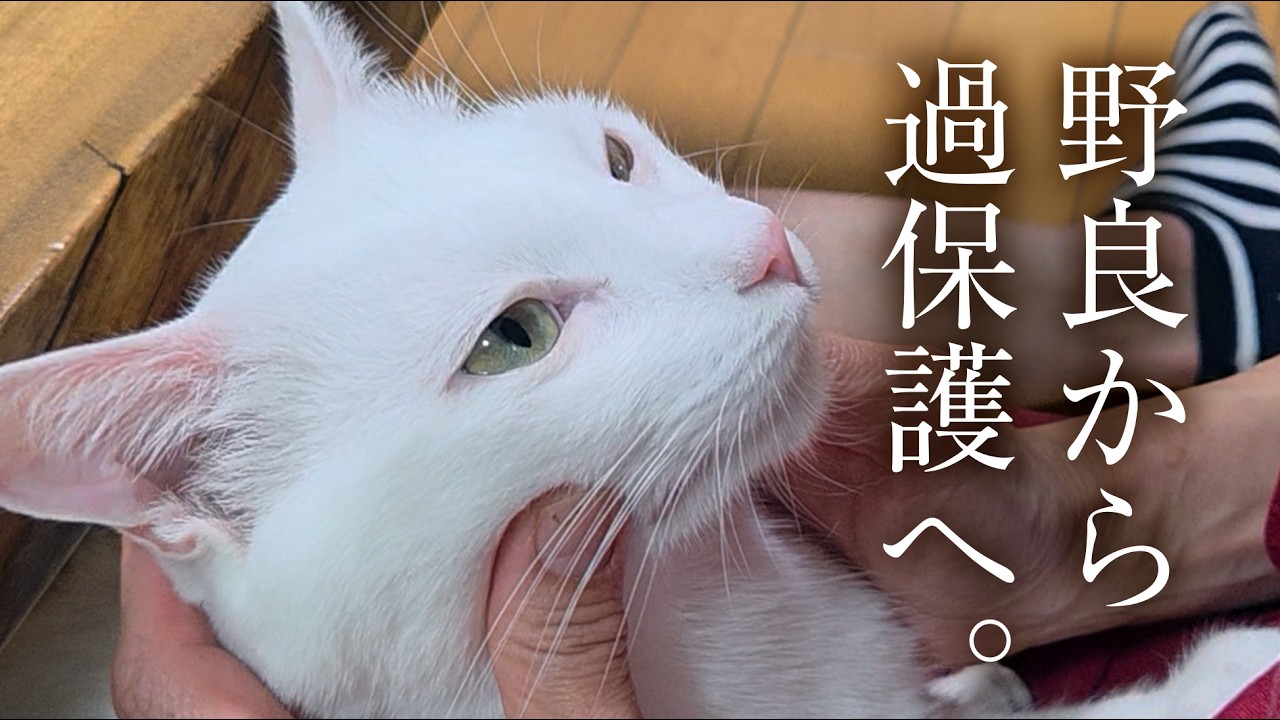 自ら○○を持ってくる天才猫。
