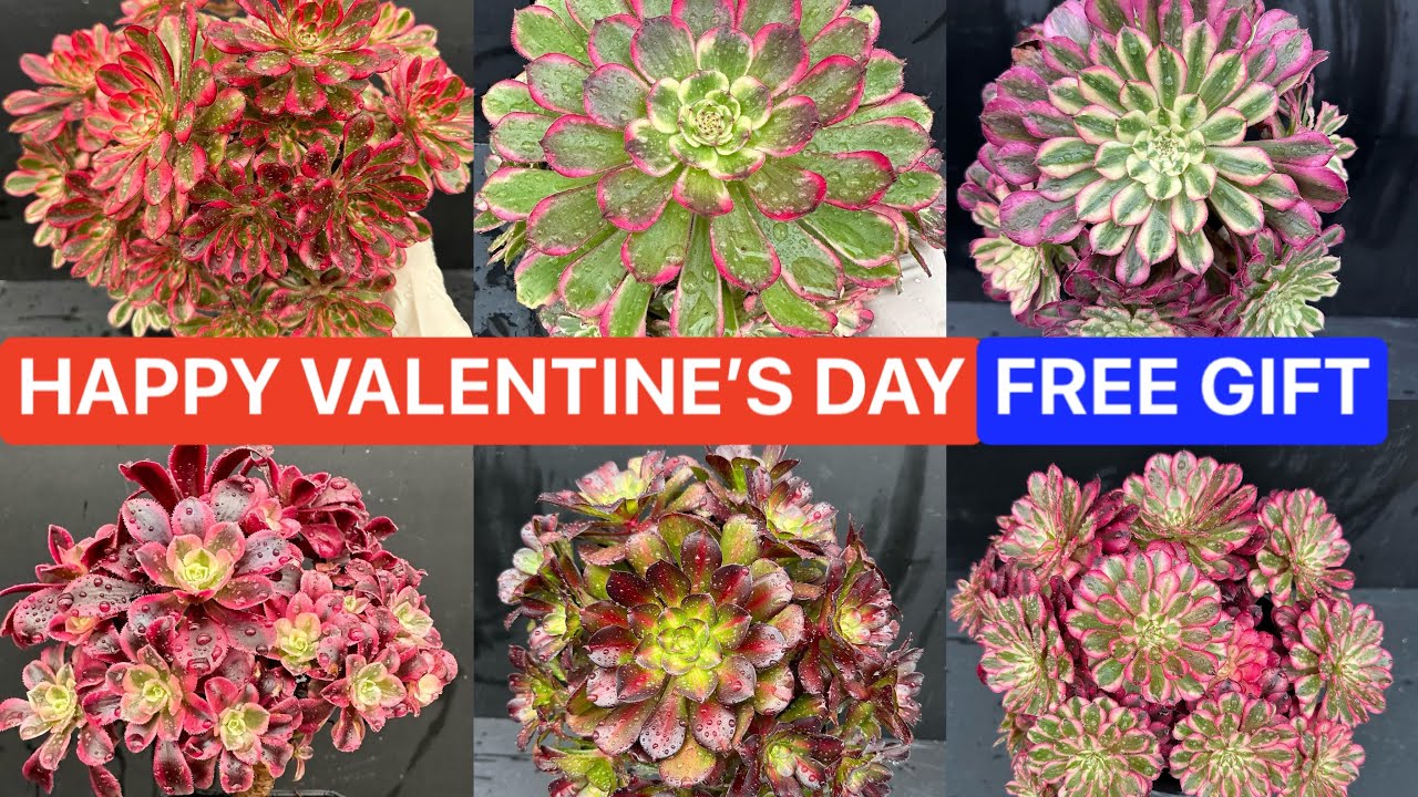 2/14/2024 HAPPY VALENTINES DAY | FREE GIFT FOR ORDER OVER $120 | Lele: (408) 883 5495