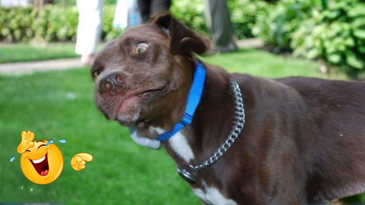 These Dog Videos of the Year Will Make You Laugh Way Too Hard 😂🐶