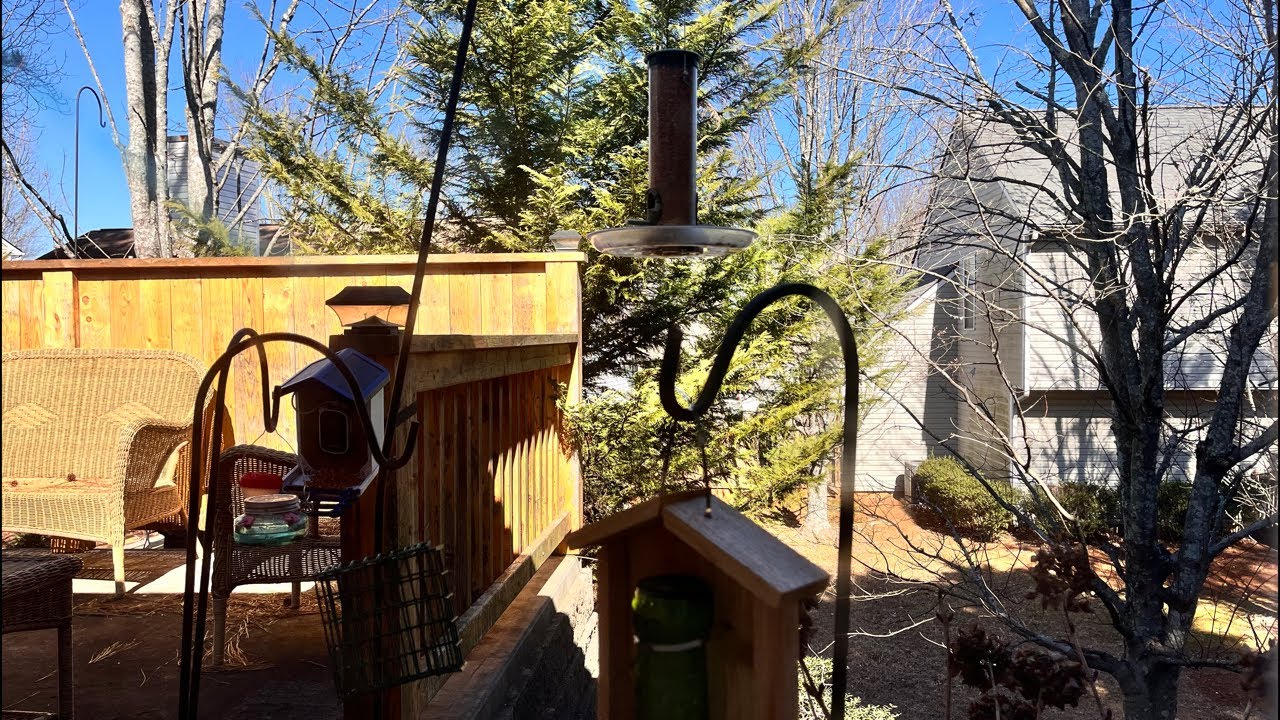 Live birdcam (tons of birds)