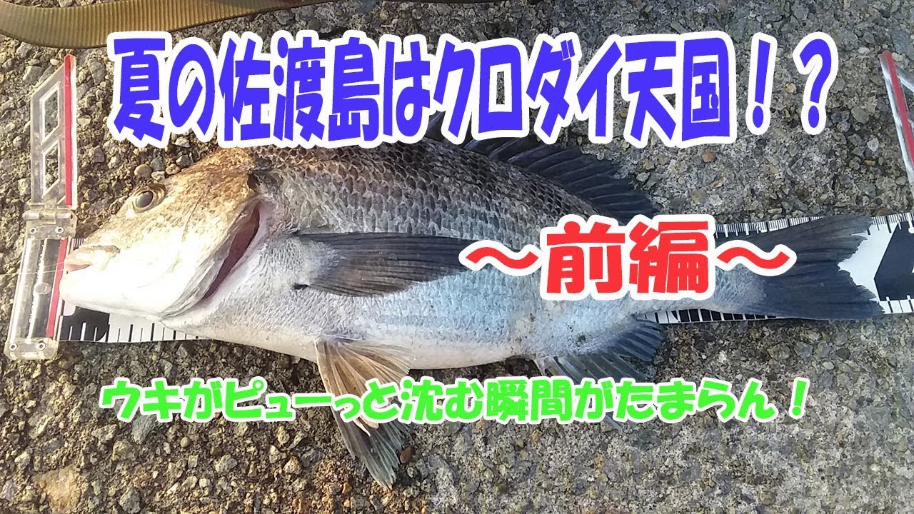 【黒鯛釣り】夏の佐渡島はクロダイ天国！？ ～前編～ ウキが海中に沈む光景は最高です！