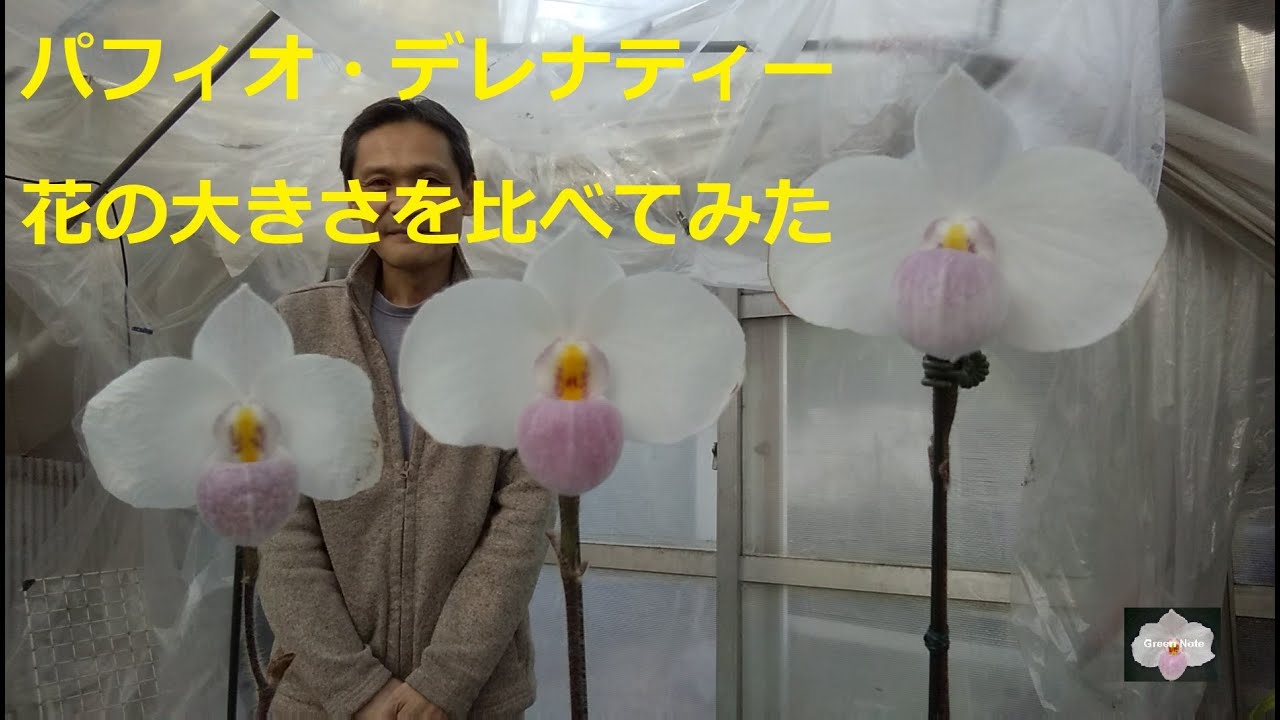 洋蘭パフィオ・デレナティー 花の大きさを比べてみた